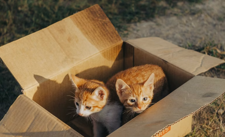 Kenapa Kucing Suka Duduk Dalam Kotak Walaupun Ada Katil Mahal?